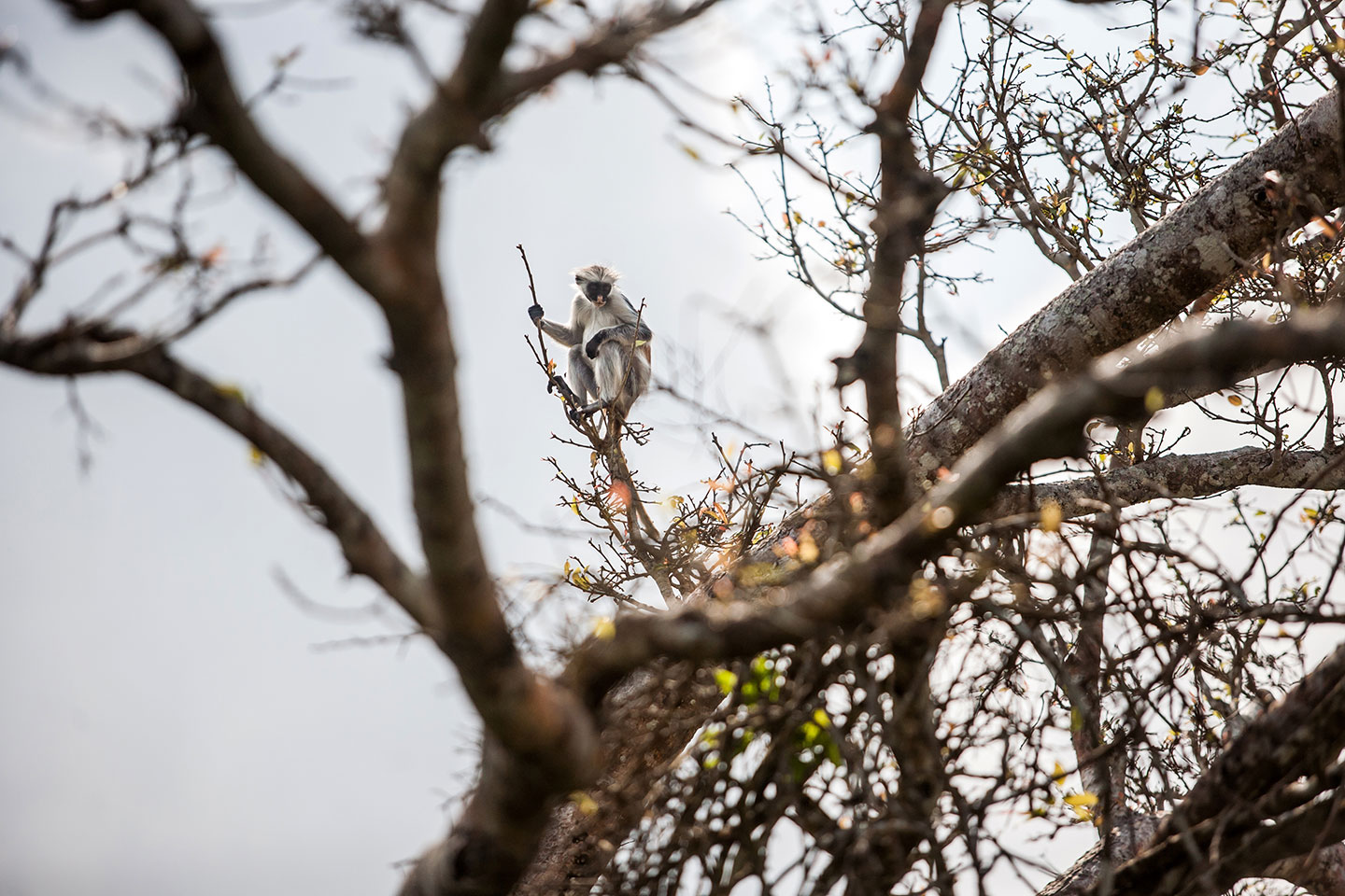 Jozani forest, Zanzibar A red colobus monkey in Jozani forest, Zanzibar
