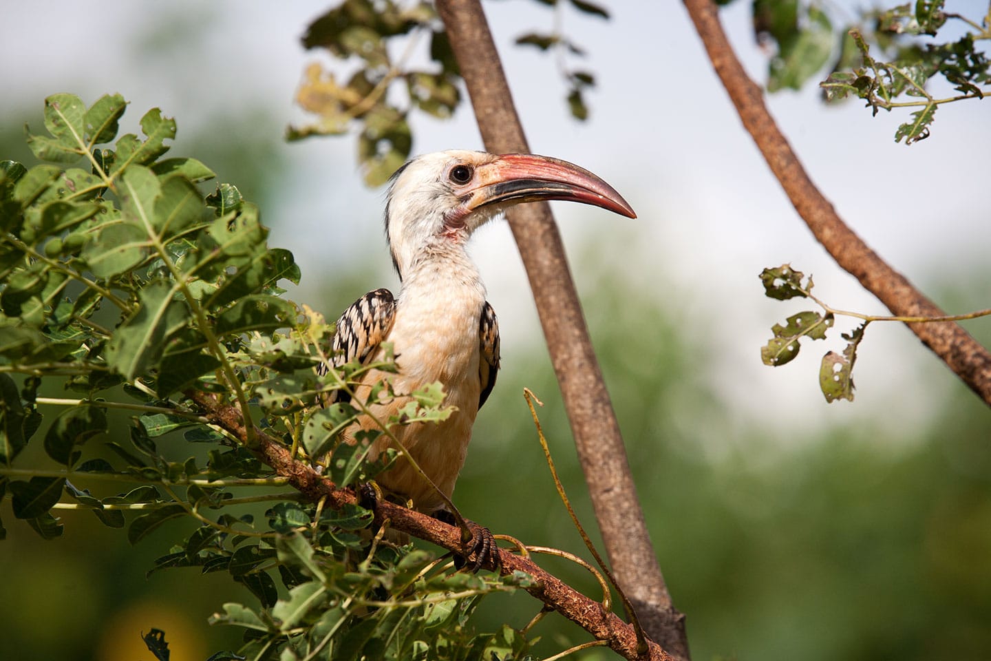 Tsavo, Kenya Yellow billed toucan in the trees of Tsavo, Kenya