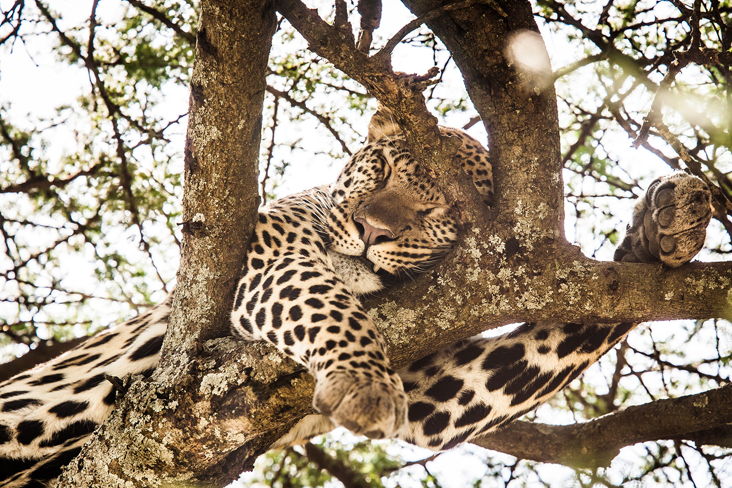 Serengeti, Tanzania A leopard sleeping in a tree in the Serengeti, Tanzania