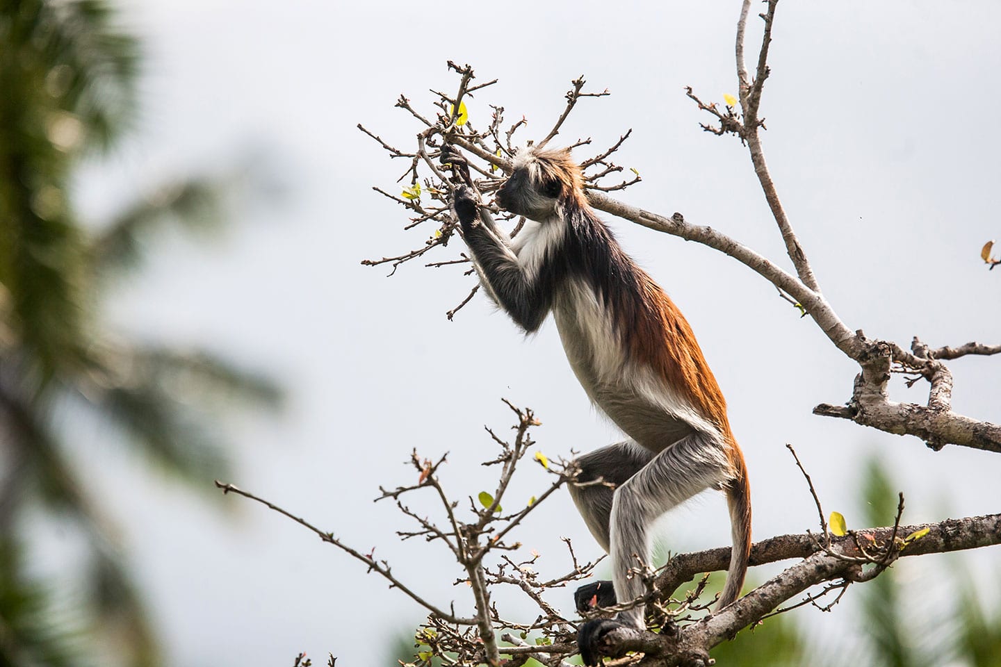 Jozani forest, Zanzibar A red colobus monkey eating leaves in the Jozani Forest of Zanzibar