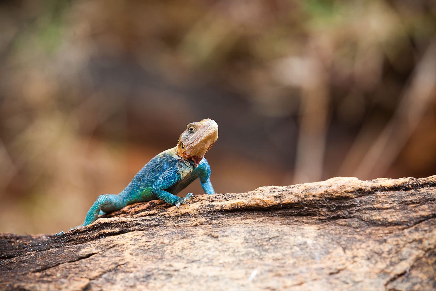 Tsavo, Kenya Colorful rock Agama lizard in Tsavo, Kenya