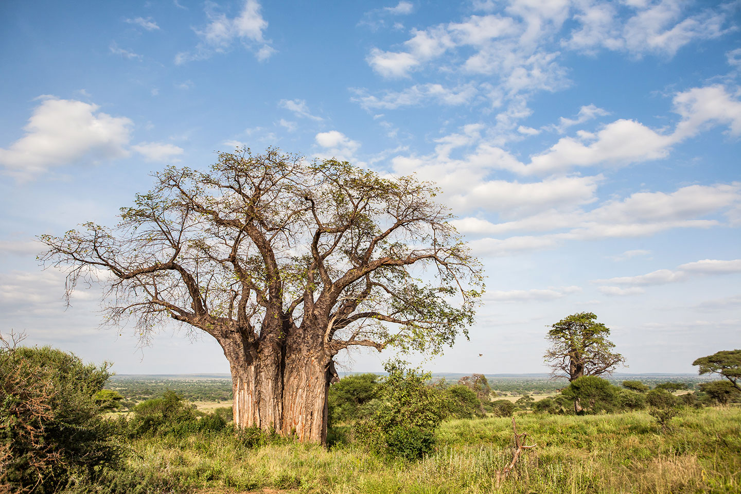 Tarangire, Tanzania Baobab tree in Tarangire National Park