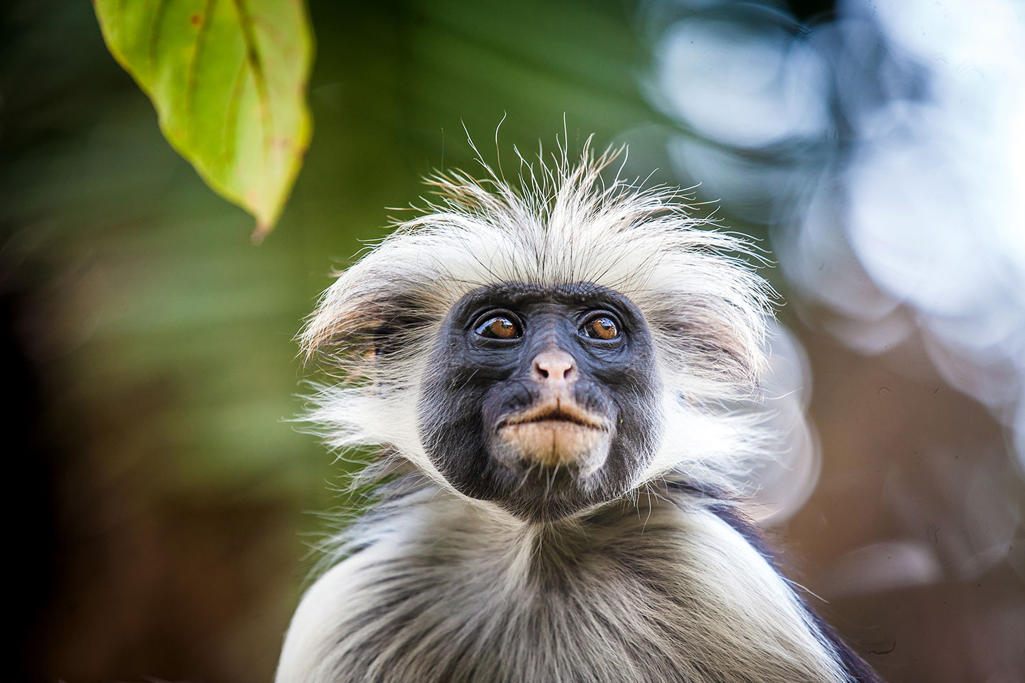 Jozani forest, Zanzibar Close-up of a Red Colobus Monkey in Zanzibar