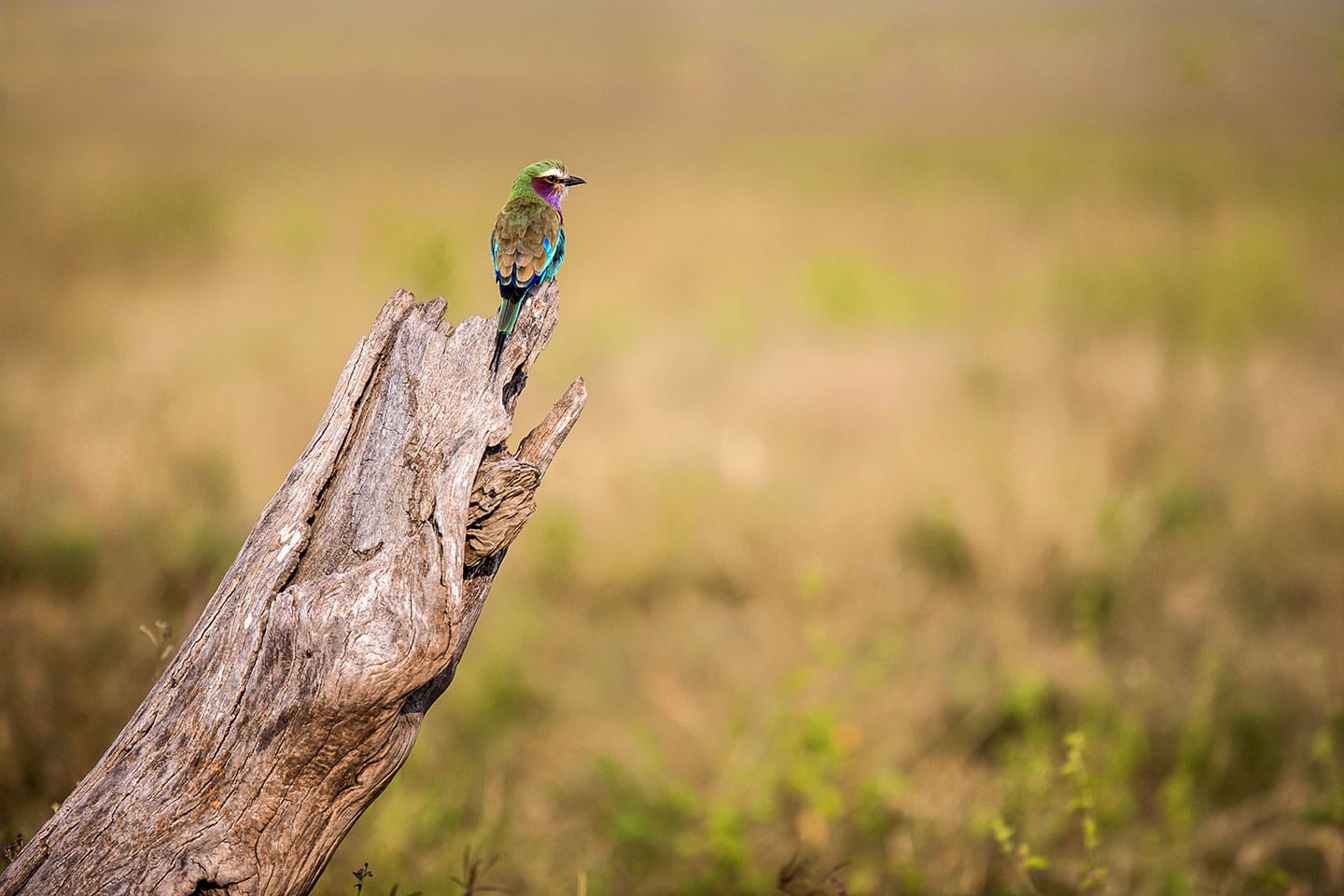 Serengeti, Tanzania Lilac breasterd roller in Tanzania