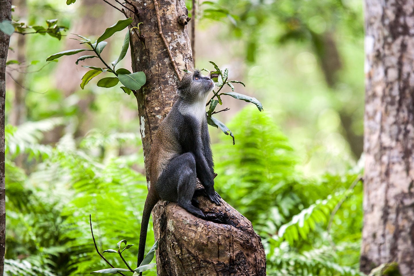 Jozani forest, Zanzibar Sykes' Monkey in the Jozani forest, Zanzibar