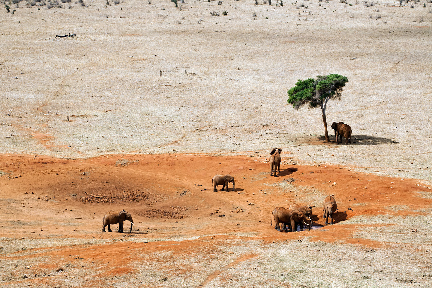 Elephants looking for shade in Tsavo, Kenya
