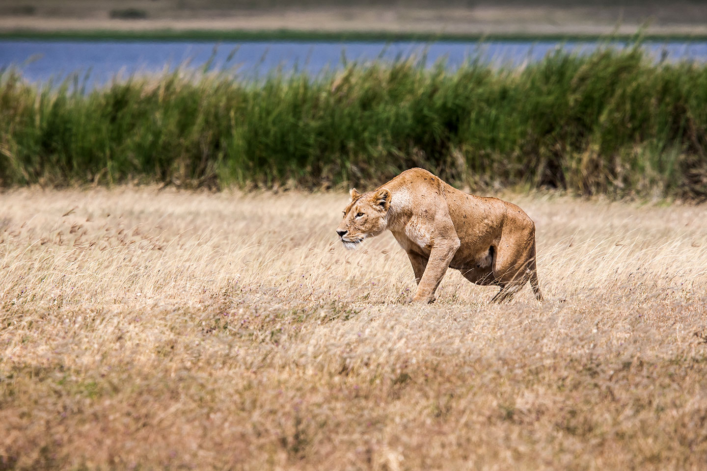 Ngorongoro crater, Tanzania Female lion getting ready for hunt in the Ngorongoro crater, Tanzania