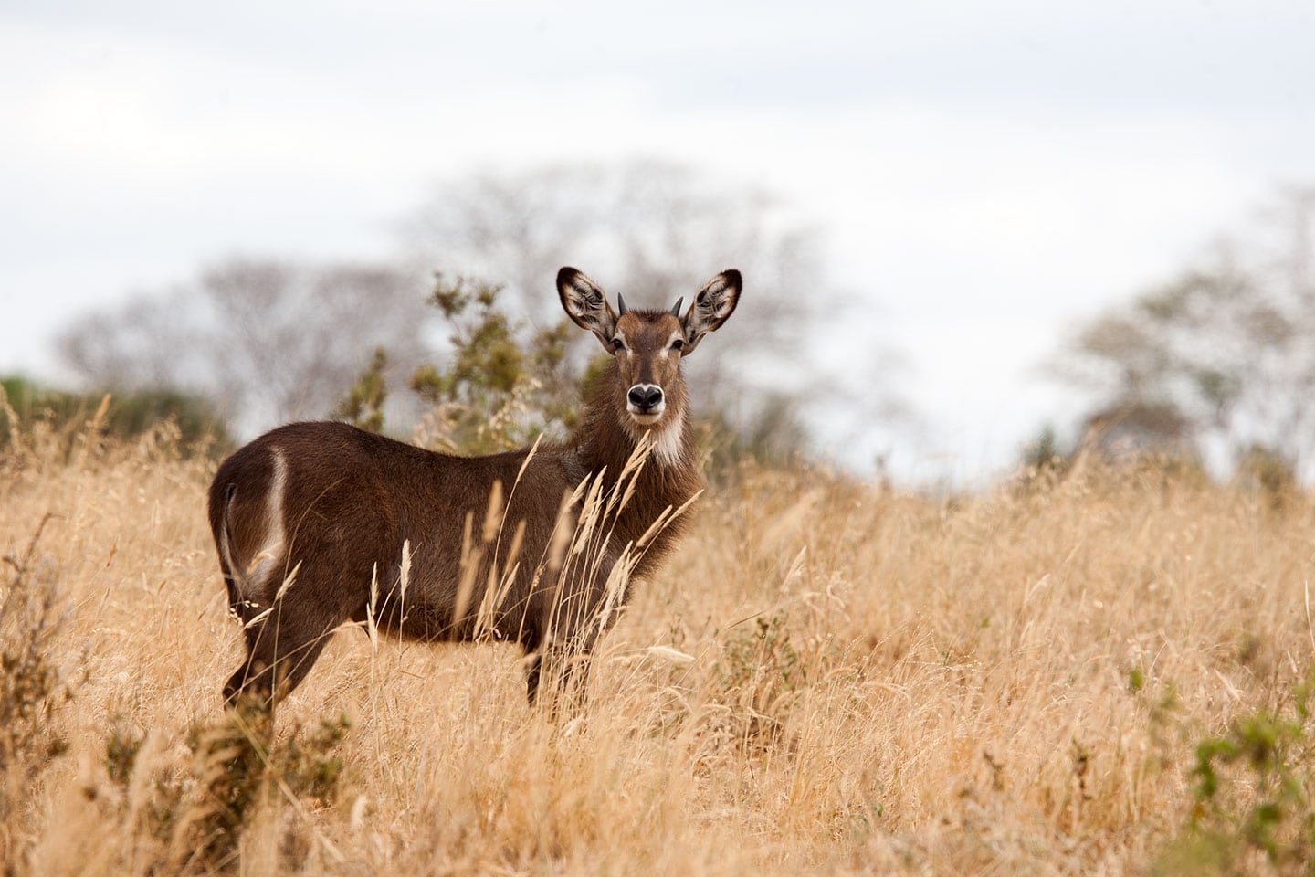 Tsavo, Kenya Waterbuck female in Tsavo, Kenya