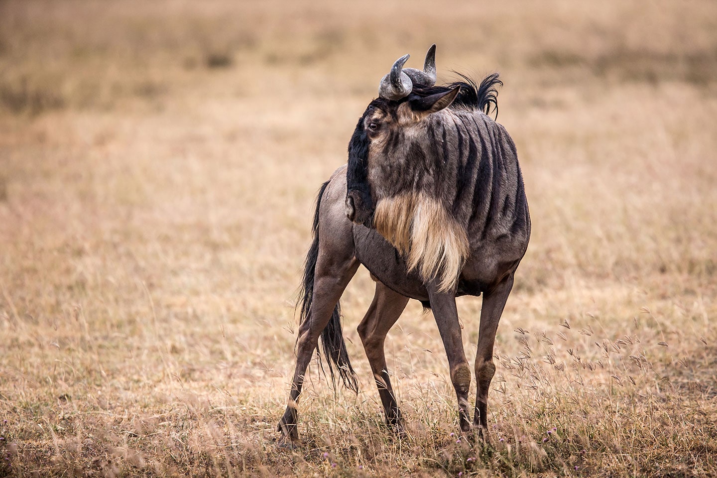 Ngorongoro crater, Tanzania Wildebeest in the Ngorongoro crater, Tanzania