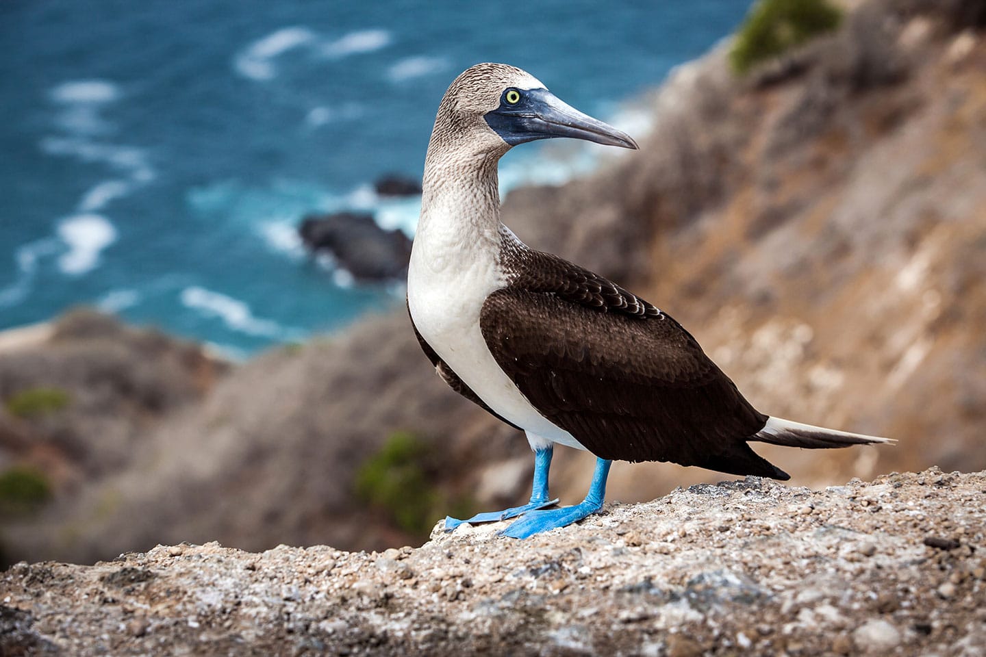 Blue-footed booby on Isla de la Plata in Ecuador
