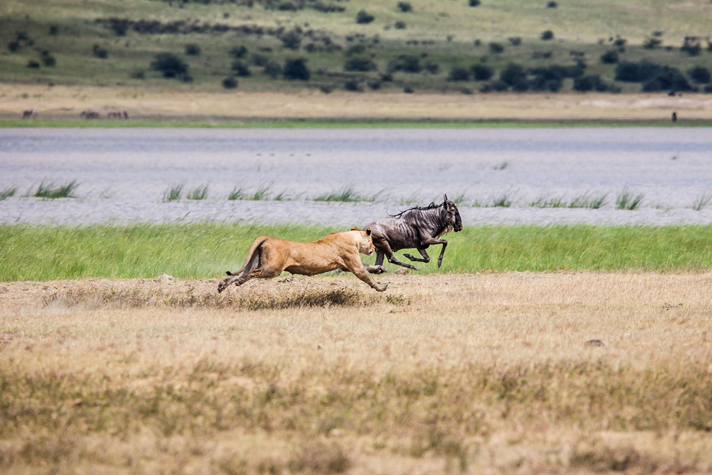 Ngorongoro crater, Tanzania A female lion chasing a wildebeest in the Ngorongoro crater, Tanzania