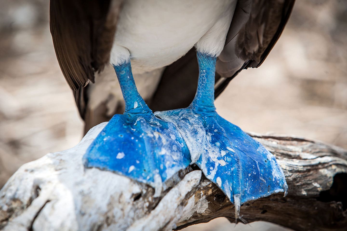 Close-up of the blue feet of a blue-footed booby in Ecuador