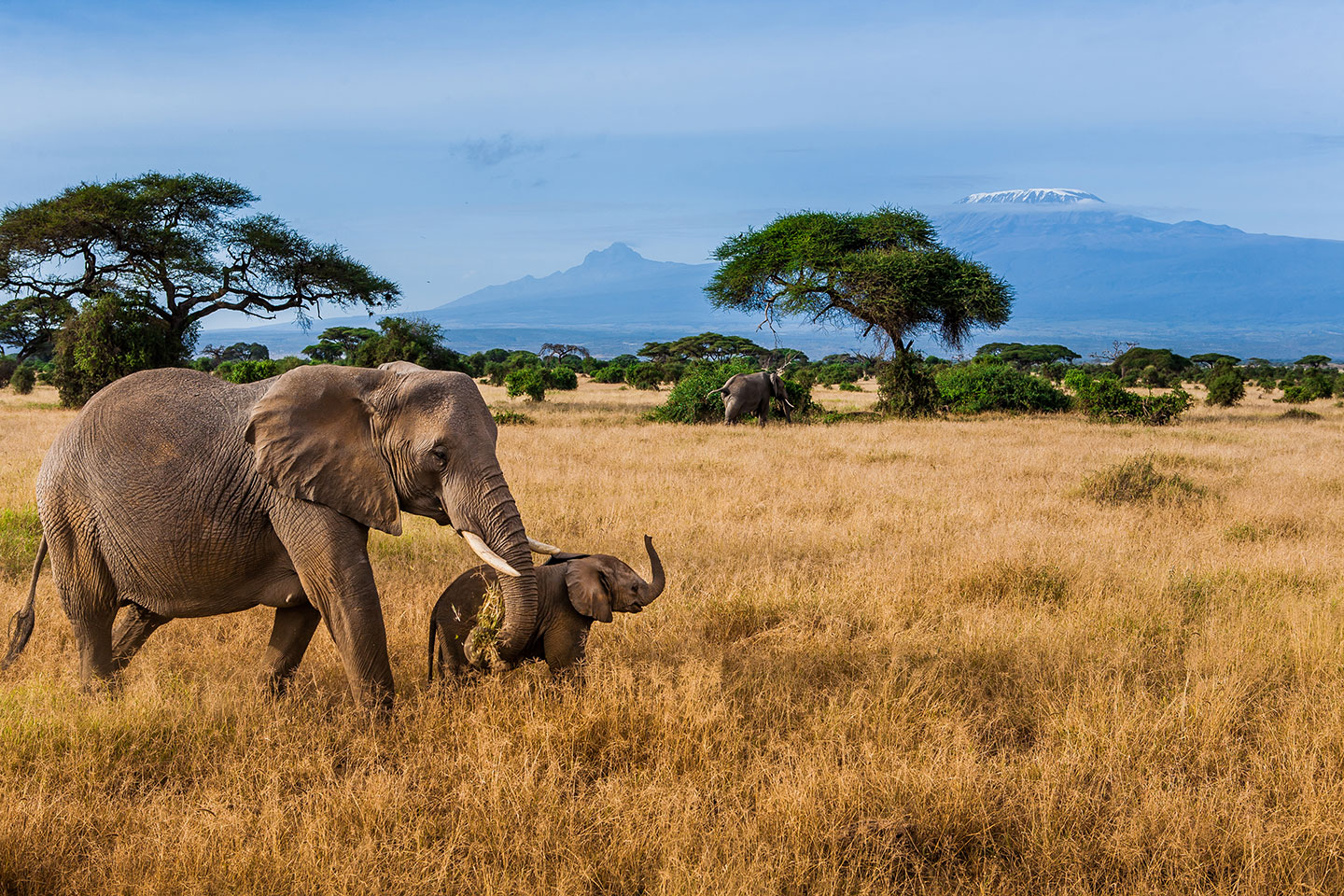 Amboseli, Kenya Mother elephant with baby walking around Kilimanjaro, Kenya
