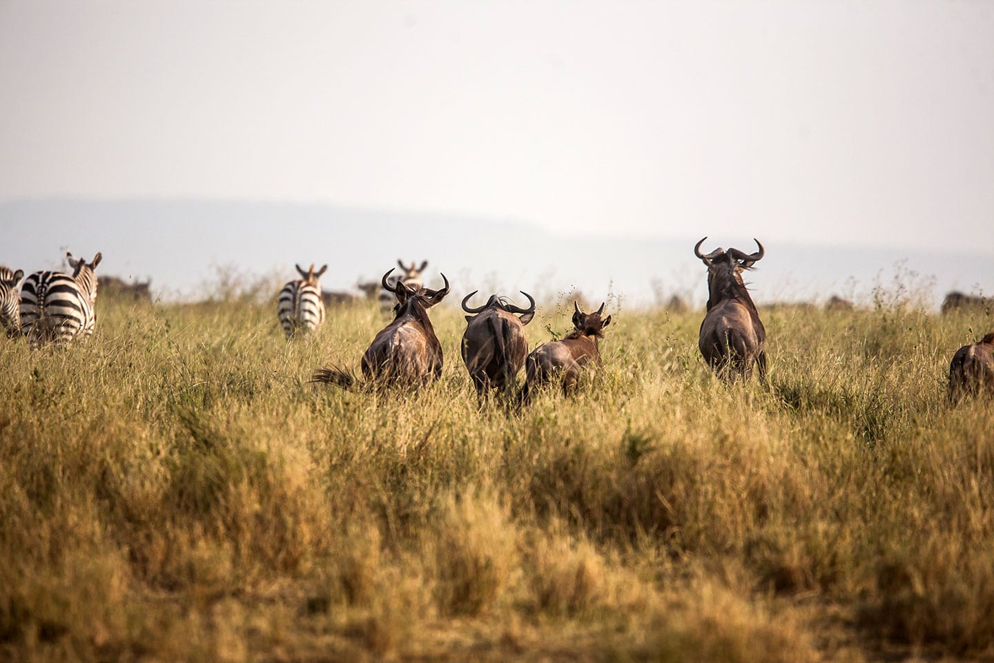 Serengeti, Tanzania Wildebeest and zebra on the run during the great migration in Serengeti, Tanzania