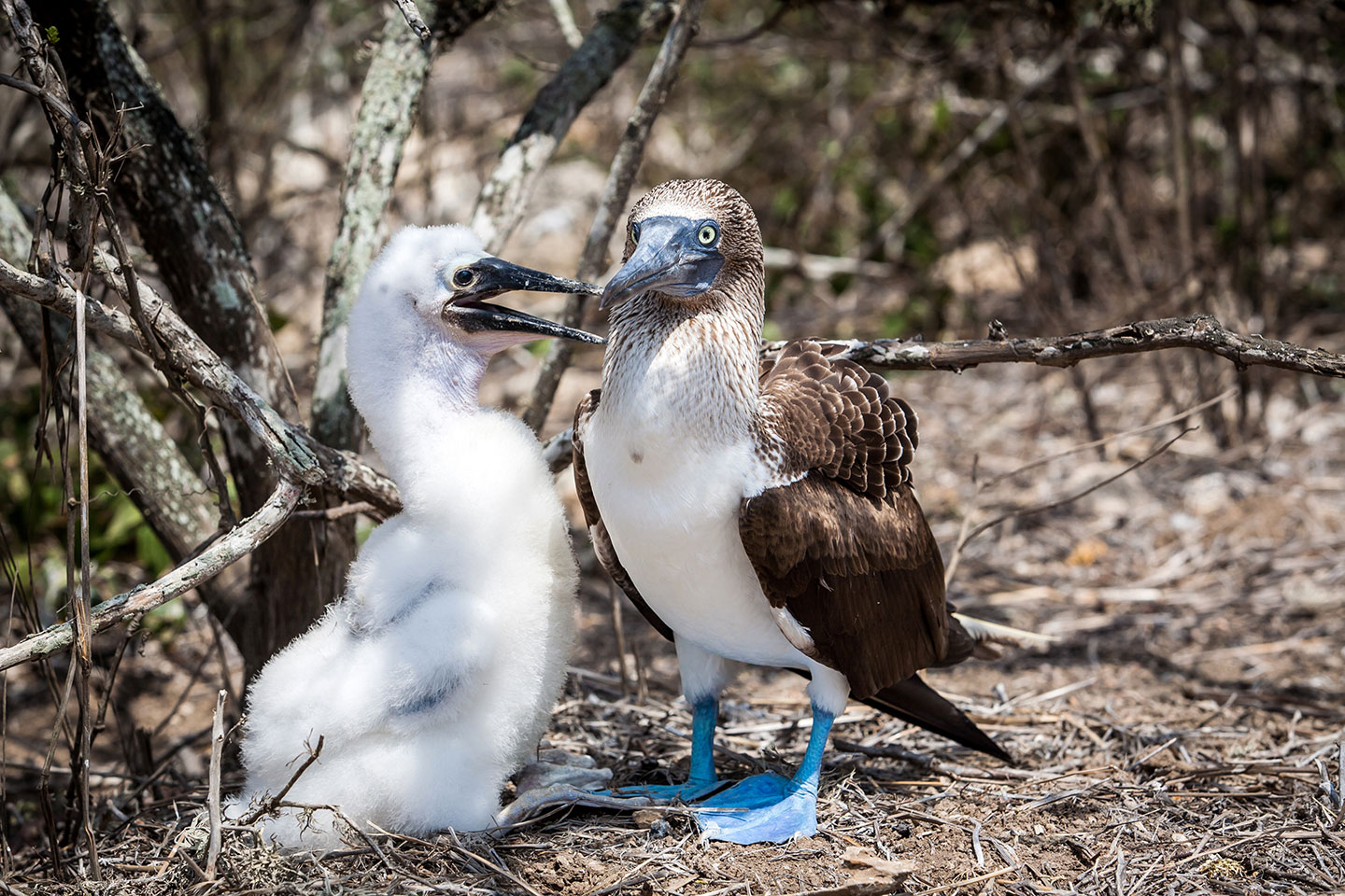 Blue-footed booby with young on the island of La Plata, Ecuador