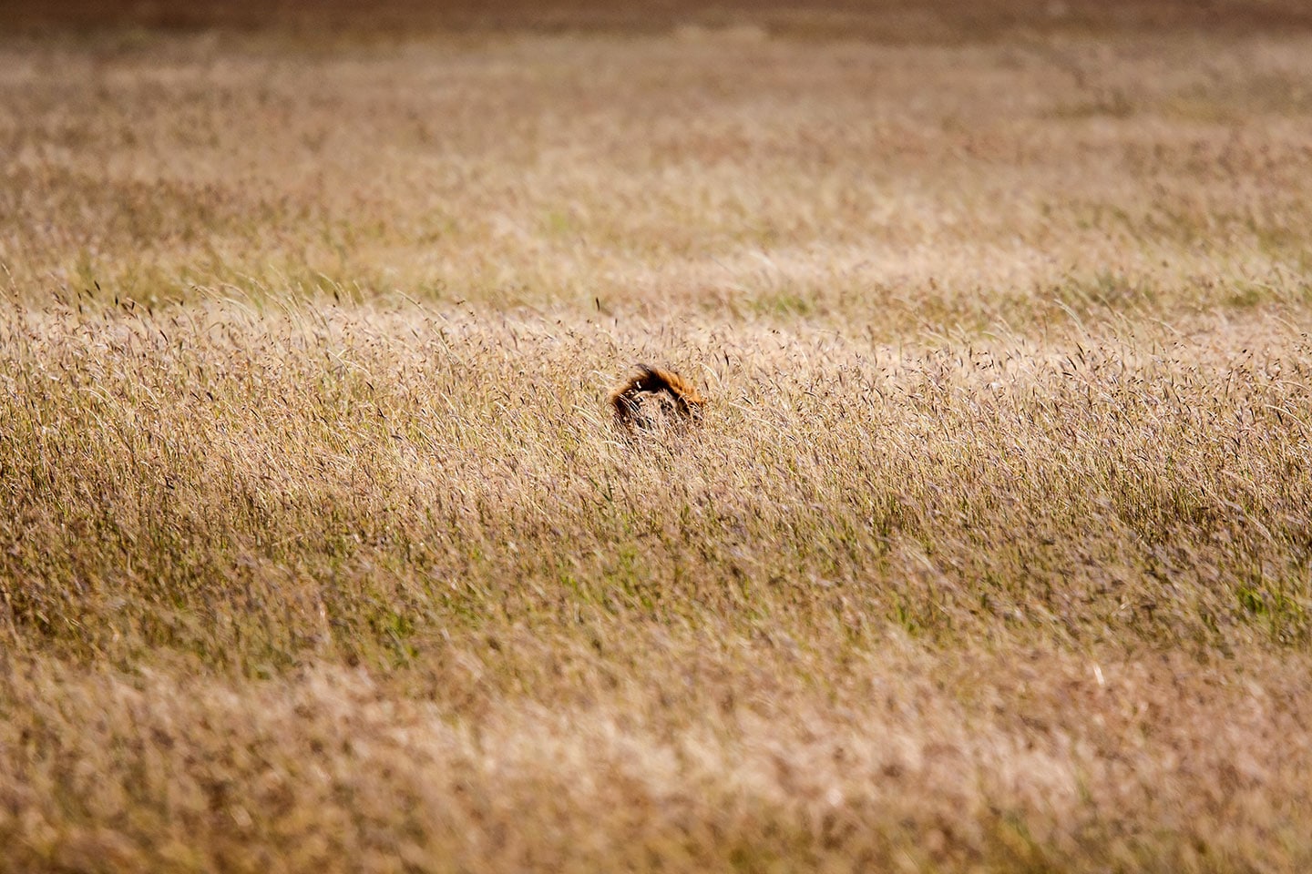 Serengeti, Tanzania A male lion hiding for its prey in the grasslands of the Serengeti, Tanzania