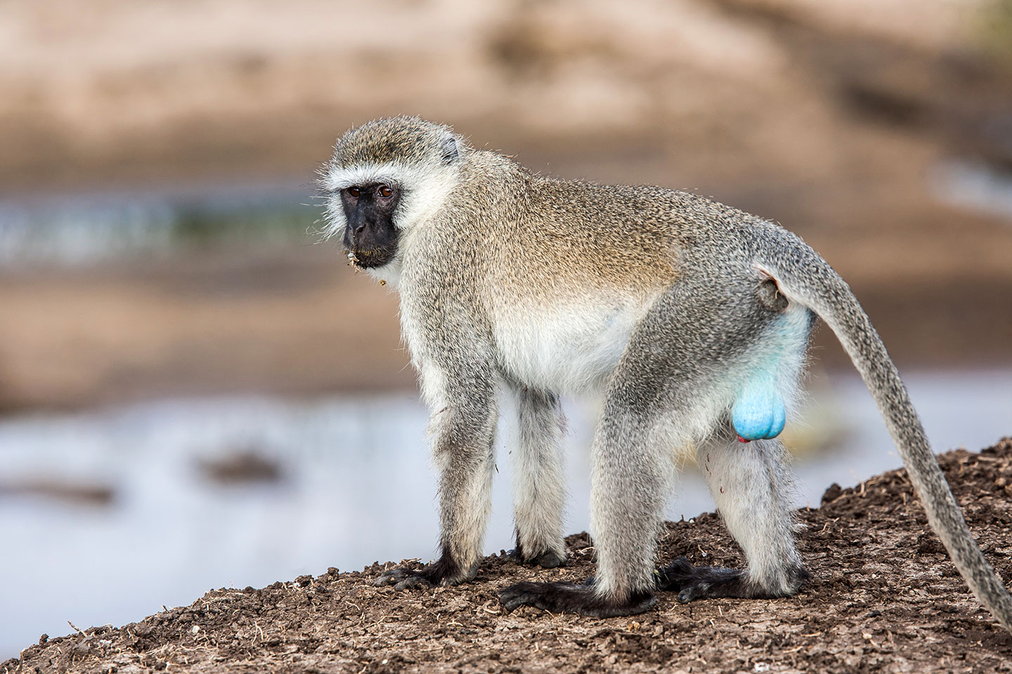 Tarangire, Tanzania Vervet monkey during a safari in Tanzania