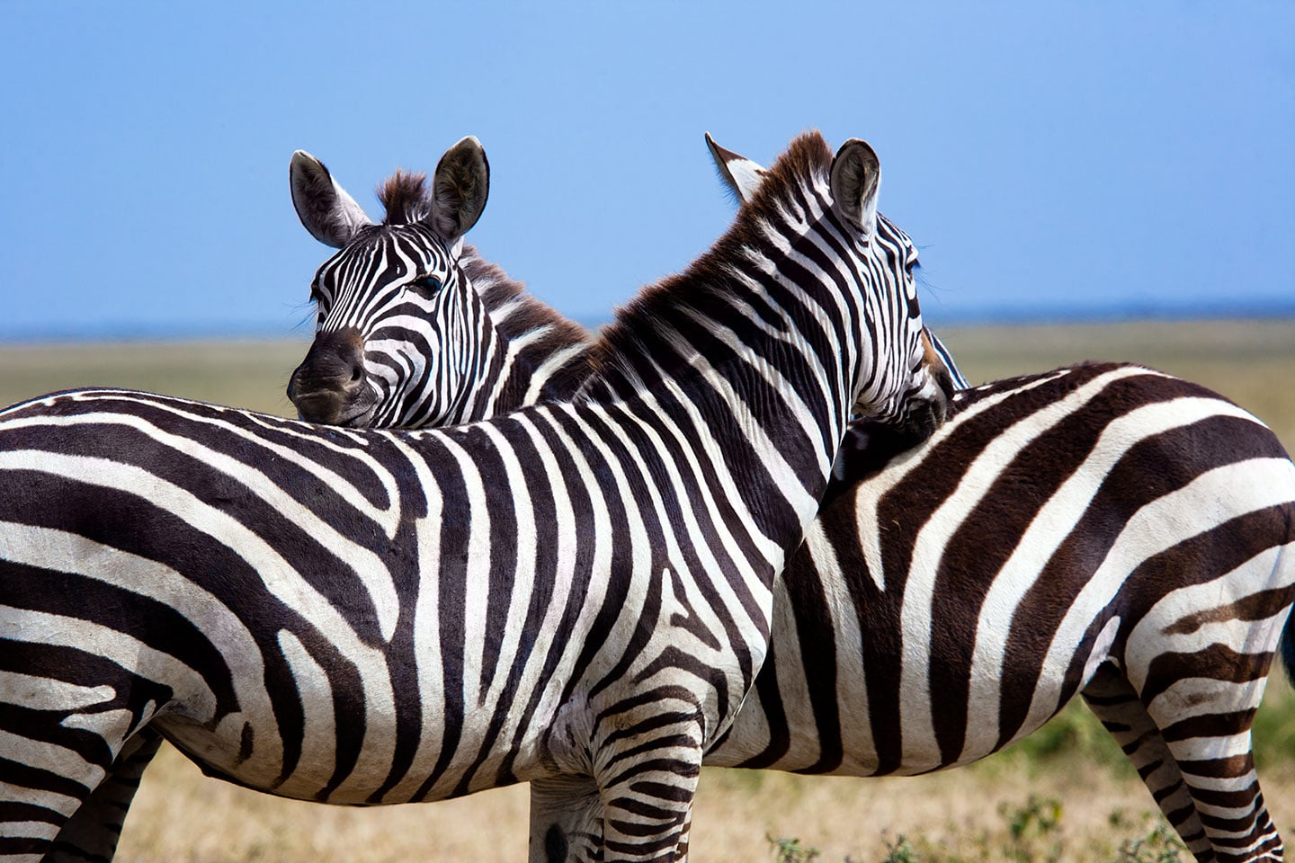 Serengeti, Tanzania Close-up of two zebras in Tanzania