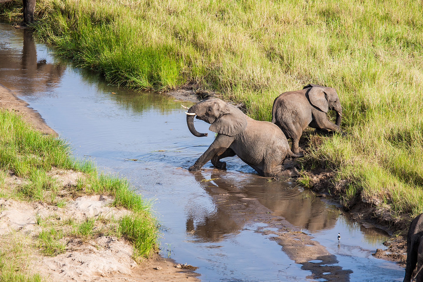 Tarangire, Tanzania Elephants taking a bath in Tarangire National Park, Tanzania