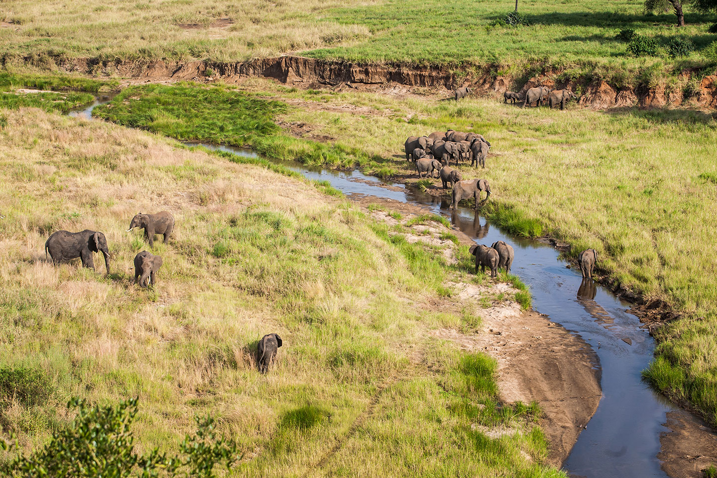 Tarangire, Tanzania A big herd of elephants along a river bank in the Tarangire National Park, Tanzania
