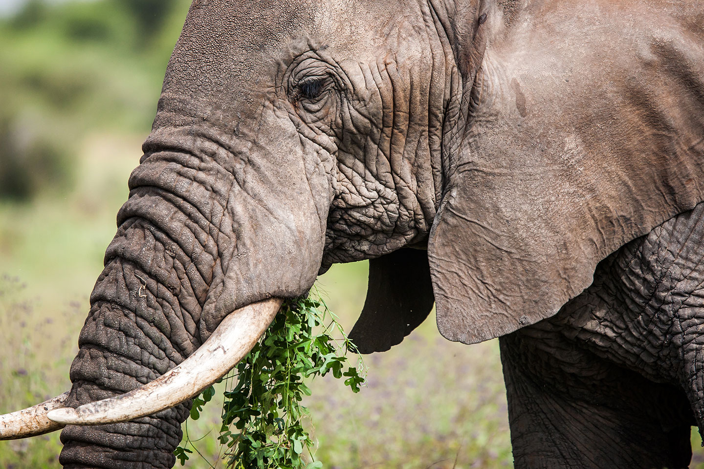Tarangire, Tanzania Close-up of an elephant eating in Tanzania