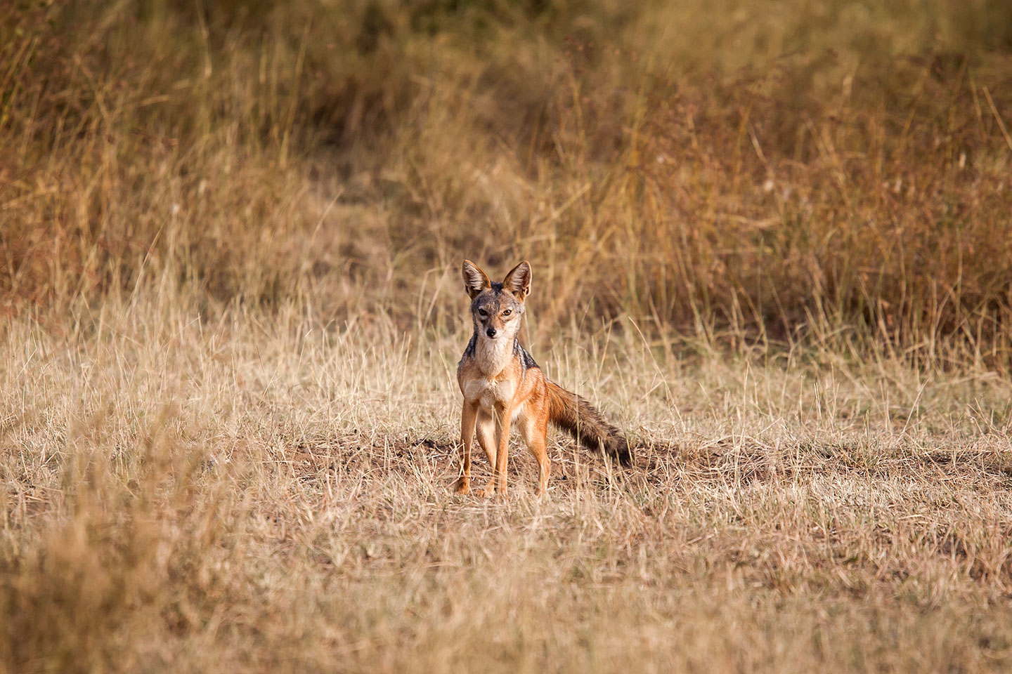 Serengeti, Tanzania Golden jackal in the Serengeti, Tanzania