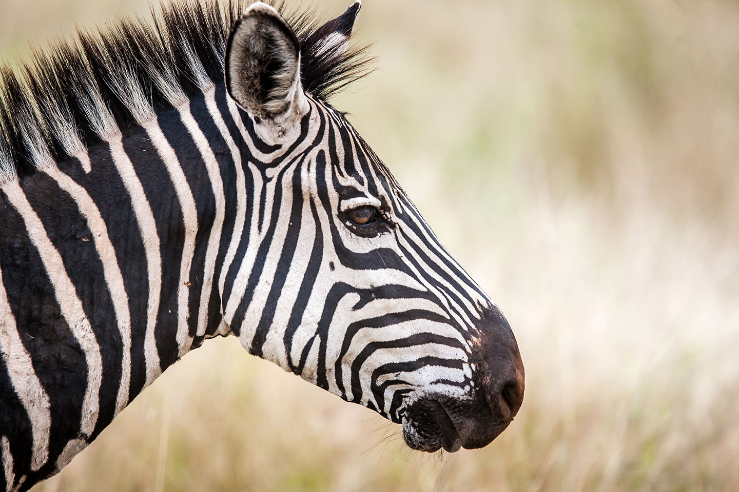 Tarangire, Tanzania Close-up of a zebra during a travel photography Tanzania safari