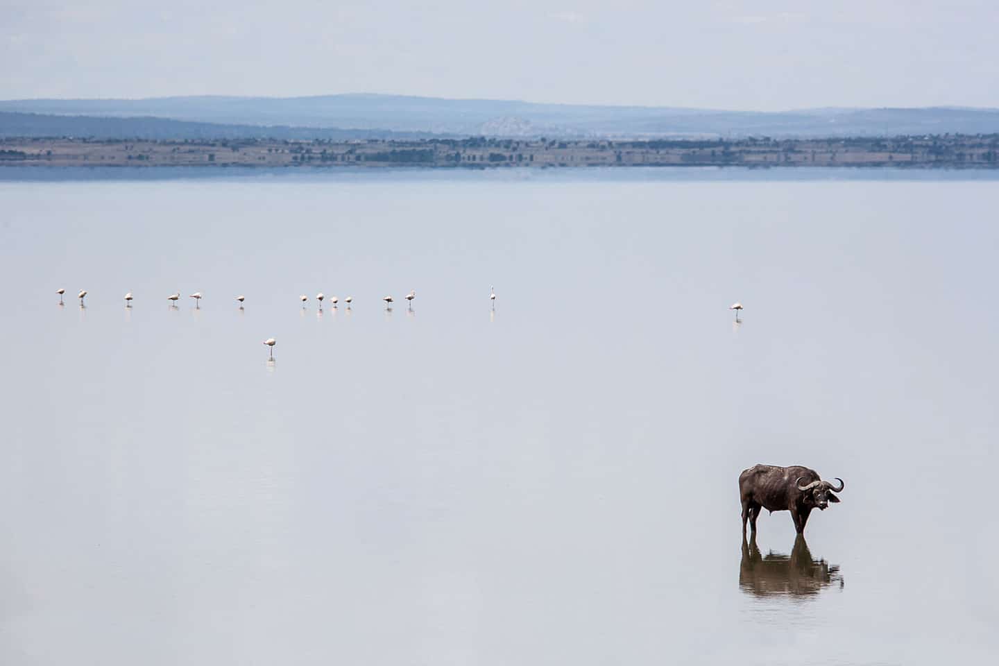 Lake Manyara, Tanzania Cape buffalo and flamingos in Lake Manyara, Tanzania