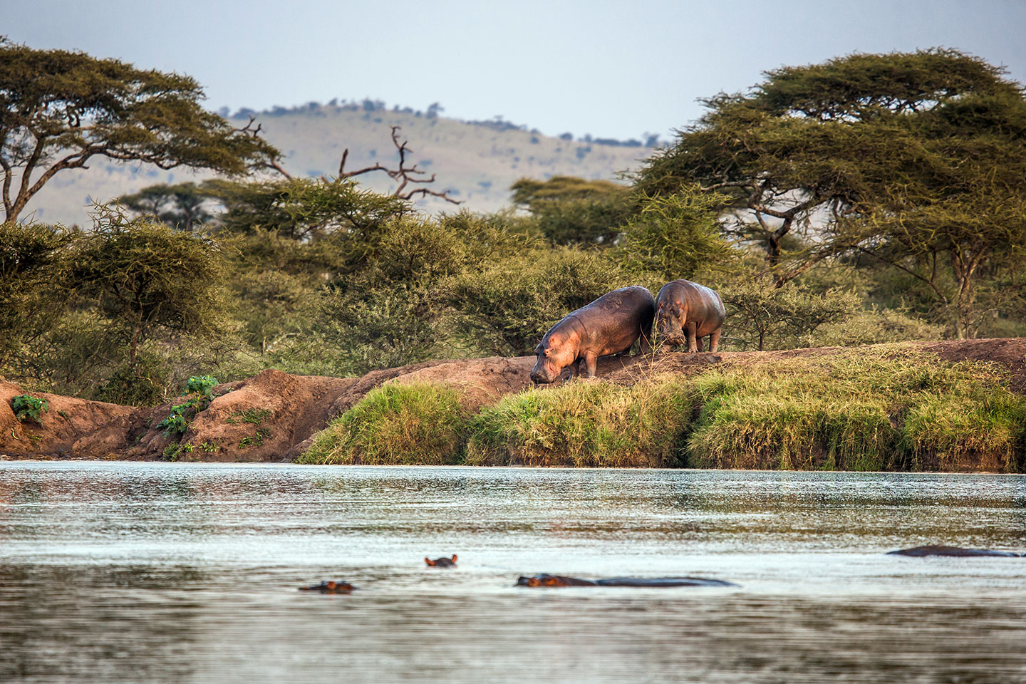 Serengeti, Tanzania Hippos getting into the water in the Serengeti, Tanzania