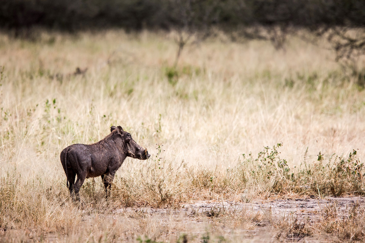 Tarangire, Tanzania Warthog in a national park in Tanzania