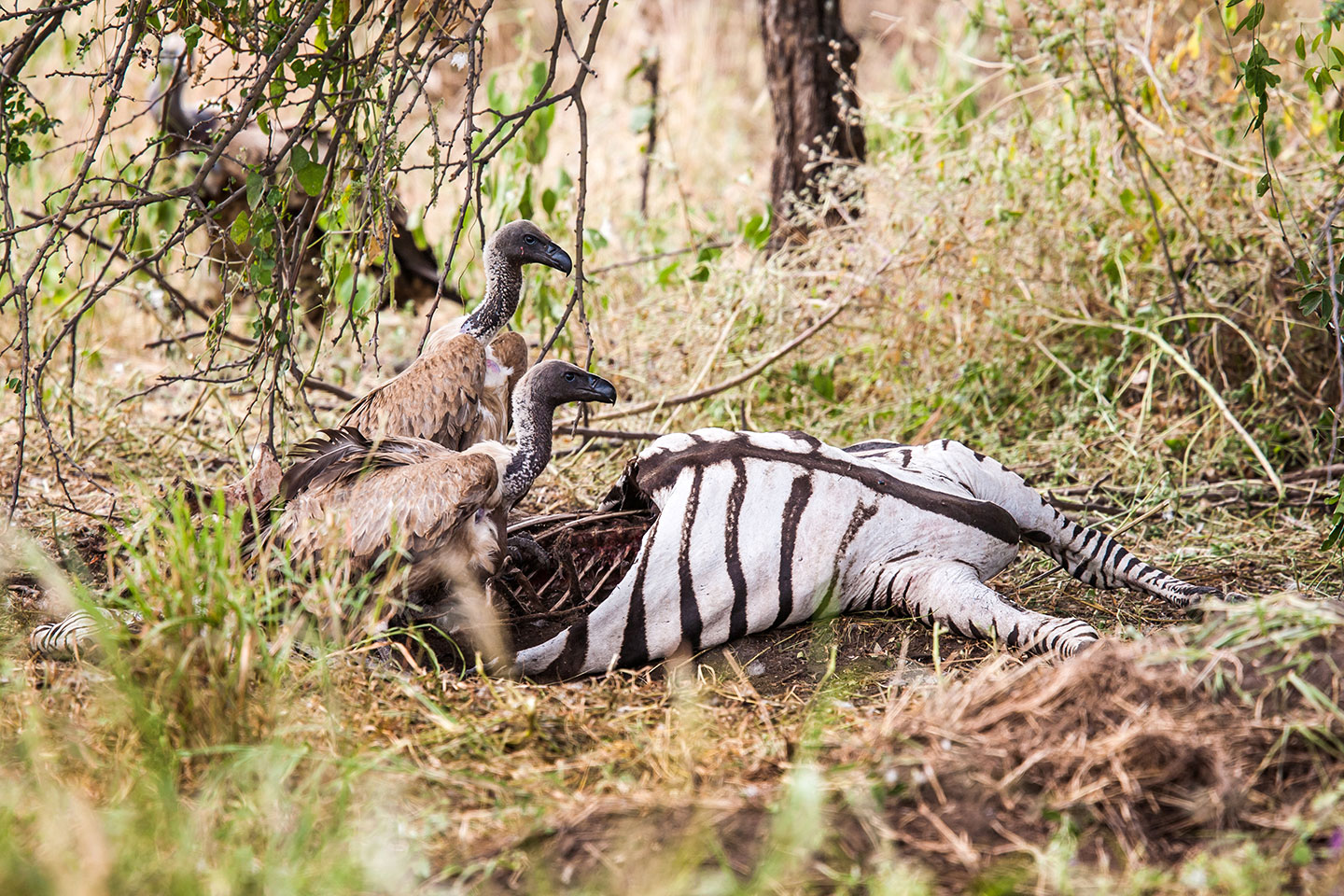 Tarangire, Tanzania Vultures eating the scraps of a dead Zebra in Tarangire National Park, Tanzania