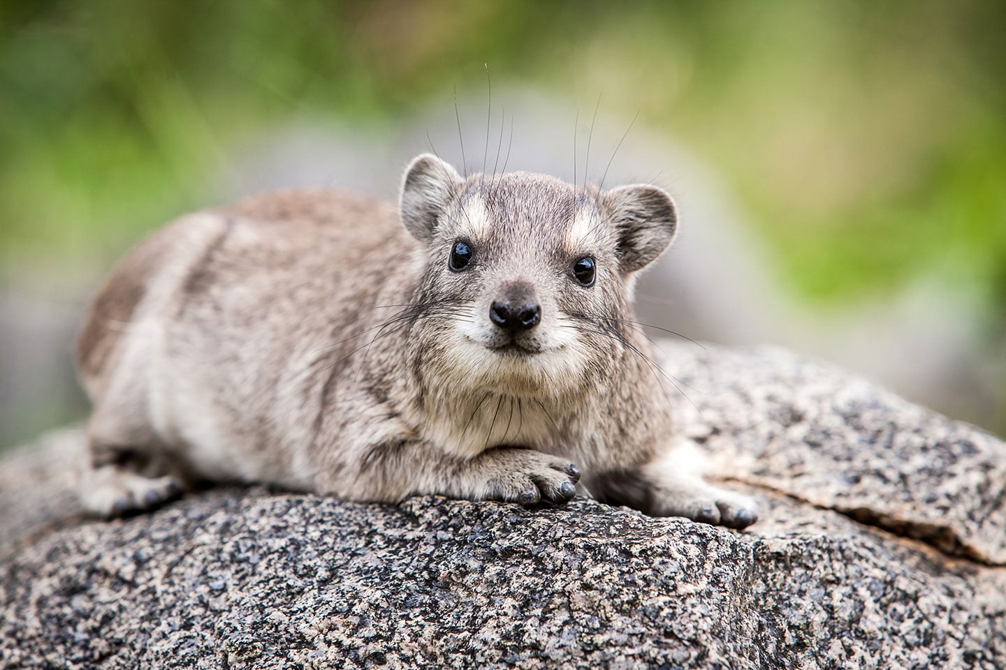 Serengeti, Tanzania A rock hyrax in Serengeti, Tanzania