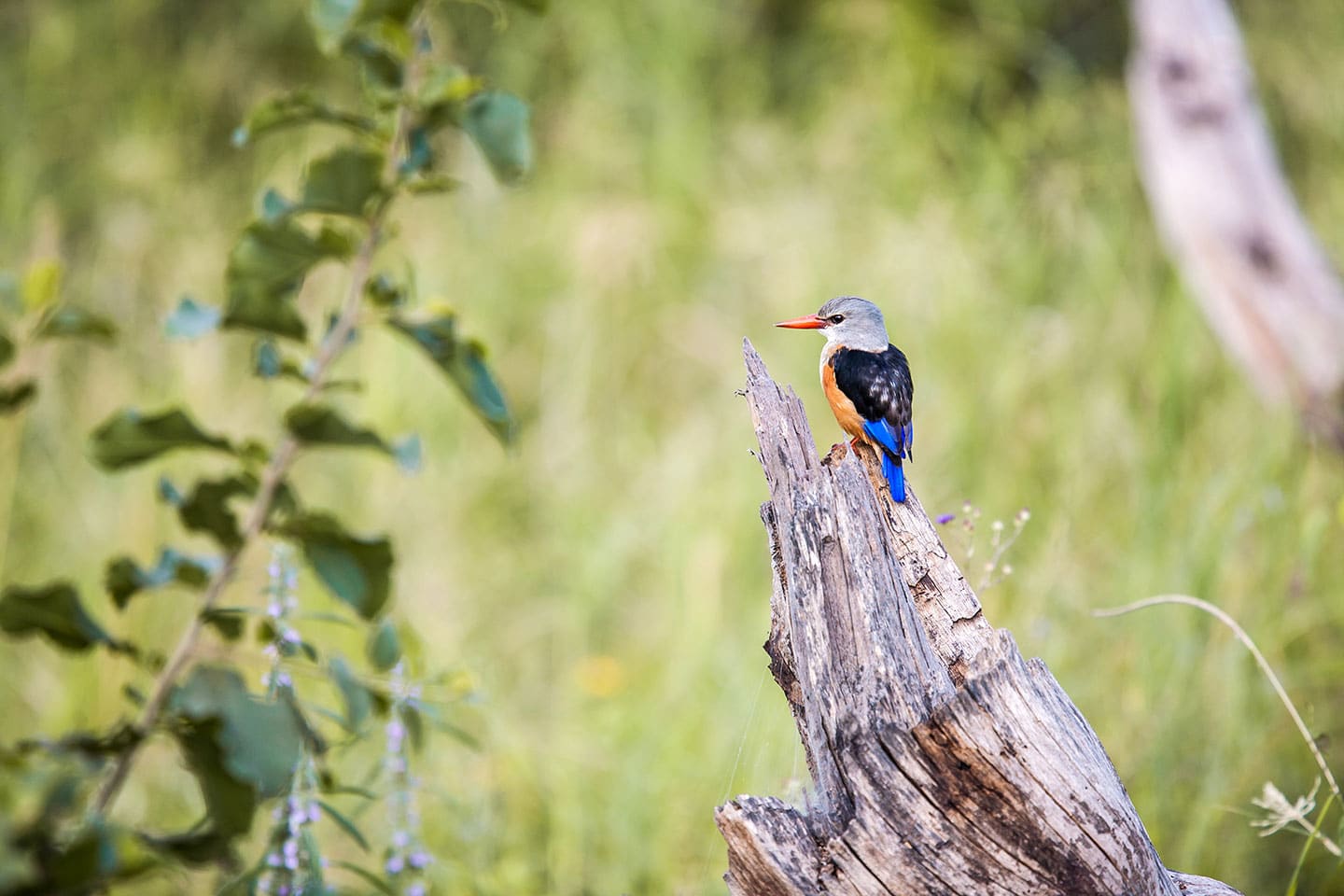 Serengeti, Tanzania A kingfisher on a branch in Serengeti, Tanzania