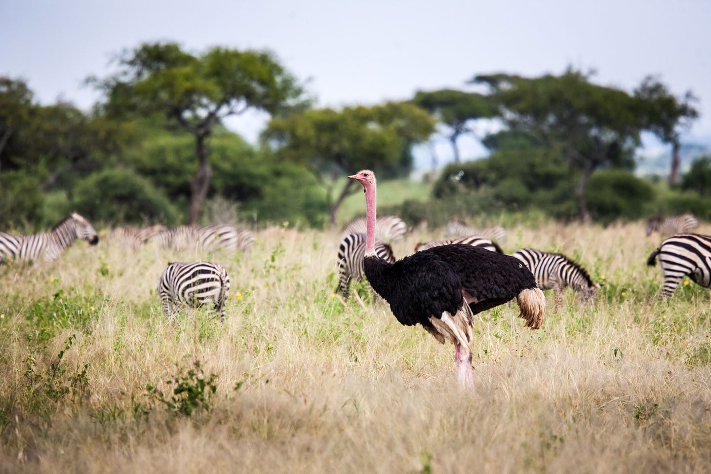 Tarangire, Tanzania Ostrich and zebras in the Tarangire National Park of Tanzania