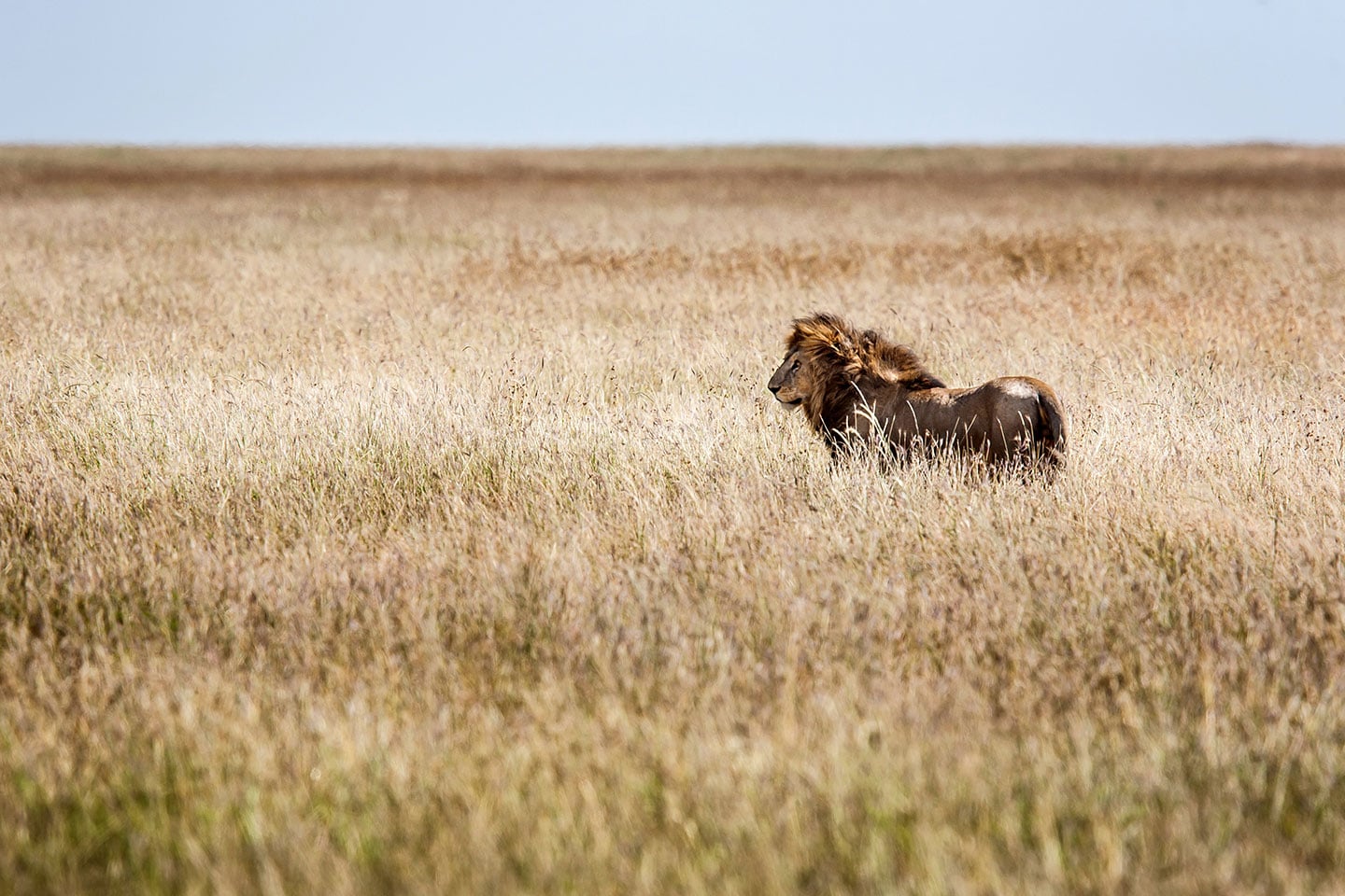 Serengeti, Tanzania A lion on the hunt on the plains of Serengeti, Tanzania
