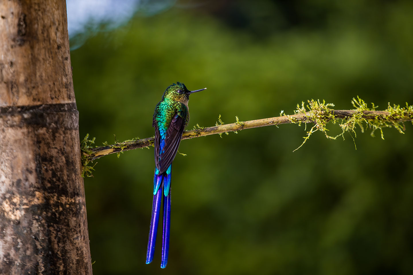 Hummingbird on a branch in the cloud forest of Mindo, Ecuador