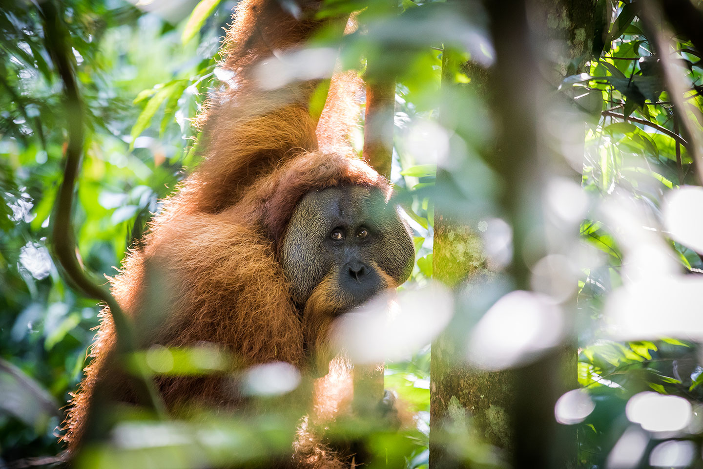 Wild orangutan in Indonesia