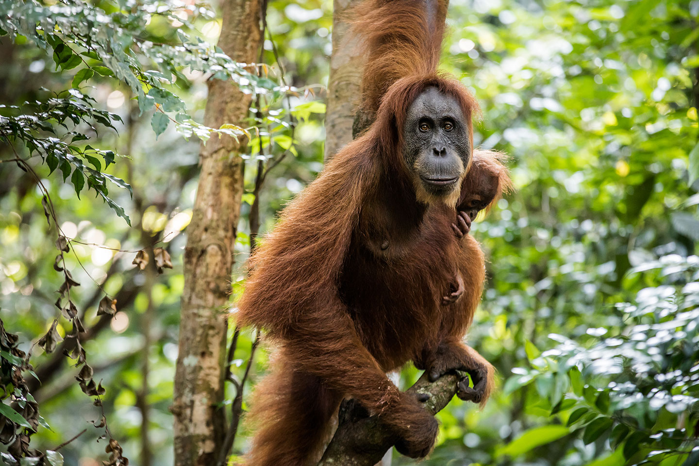 Mother orangutan with baby in the wild in Indonesia