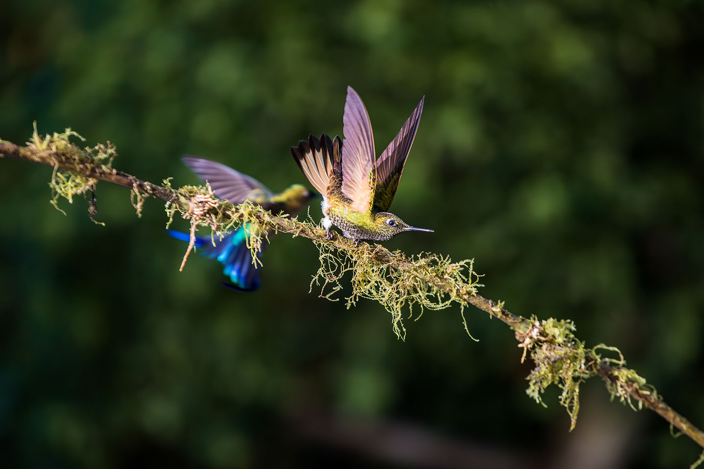 Hummingbirds flying in the cloud forest of Mindo, Ecuador