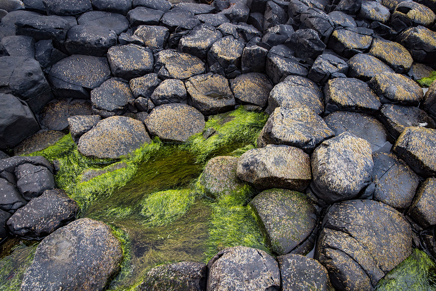 Hexagon shaped lava rocks at Giant's Causeway, Northern Ireland