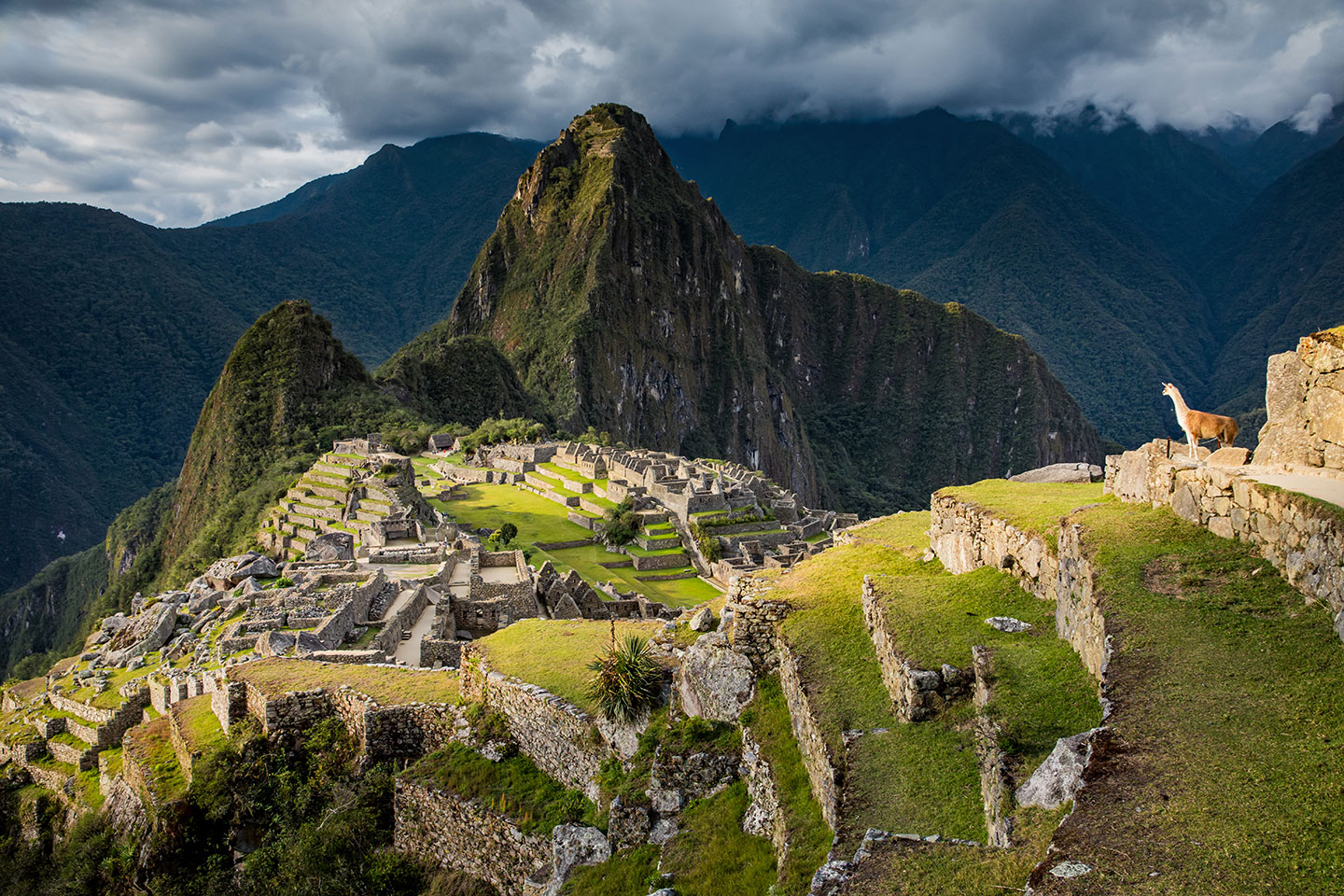 Machu Picchu, Peru View over the citadel of Machu Picchu, Peru with a llama standing in the photo
