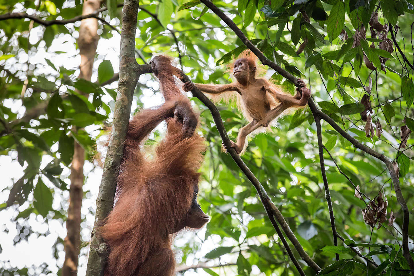 Baby orangutan climbing in the trees of the Gunung Leuser NP, Indonesia