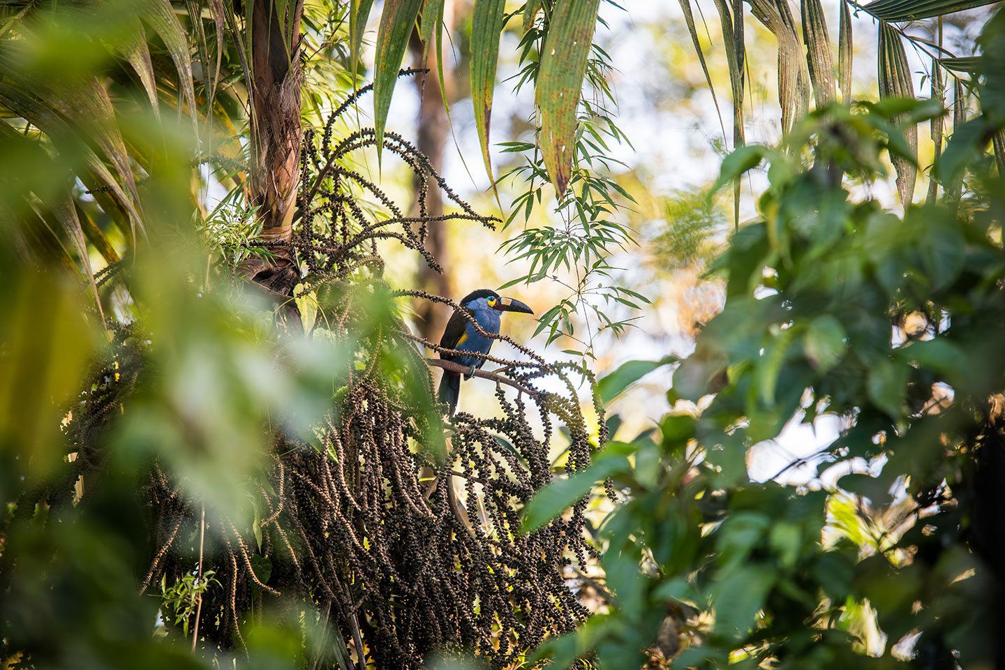Plate-billed toucan in the cloud forest of Mindo, Ecuador