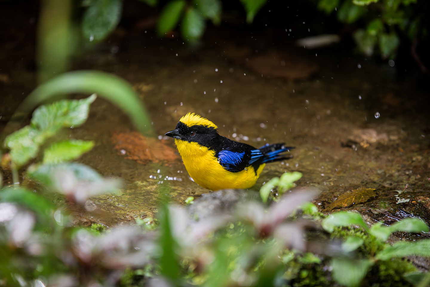 Blue-winged mountain tanager in the cloud forest of Mindo, Ecuador