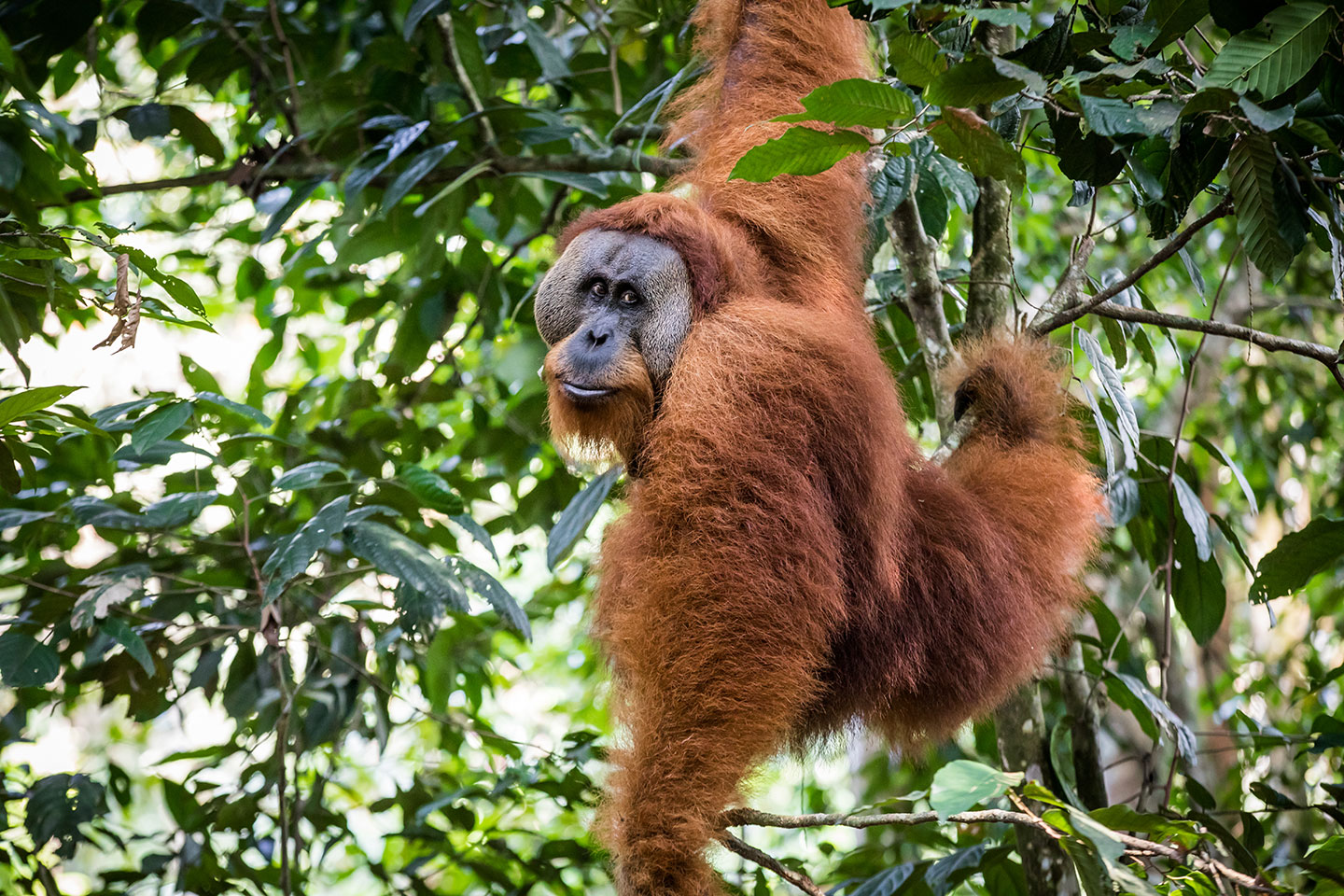 Big male orangutan hanging in a tree in the Gunung Leuser NP, Indonesia
