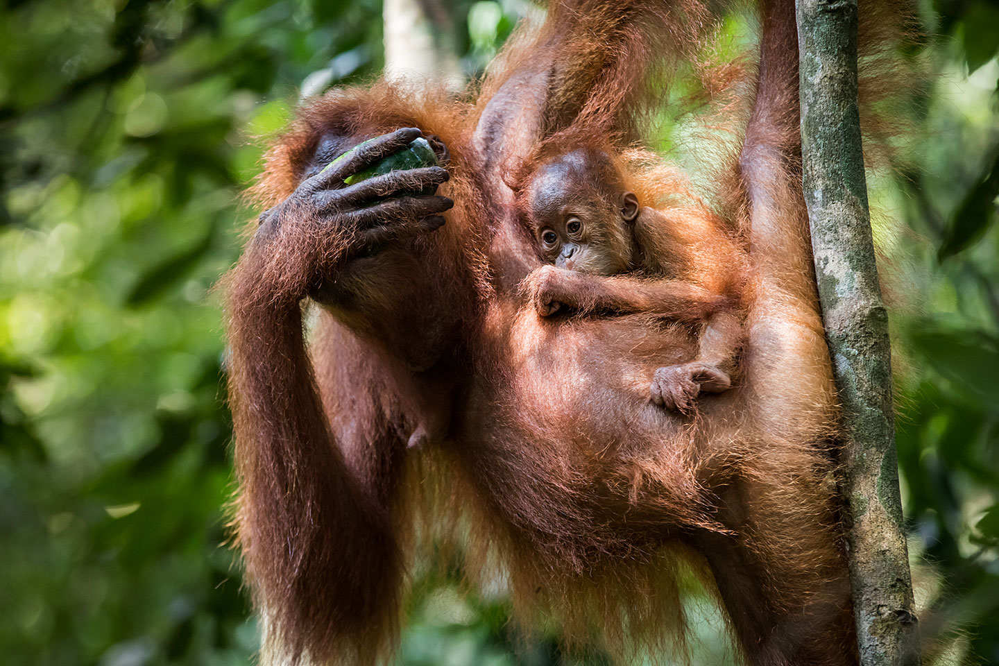 Mother and baby orangutan in Sumatra, Indonesia