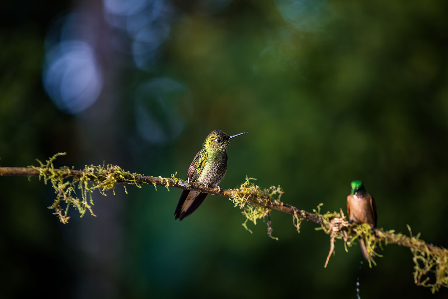 Hummingbird in the cloud forest of Mindo, Ecuador