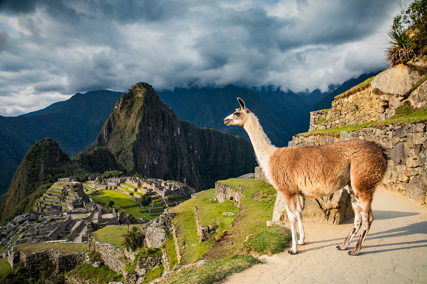 Machu Picchu, Peru Llama overlooking the Inca city of Machu Picchu, Peru