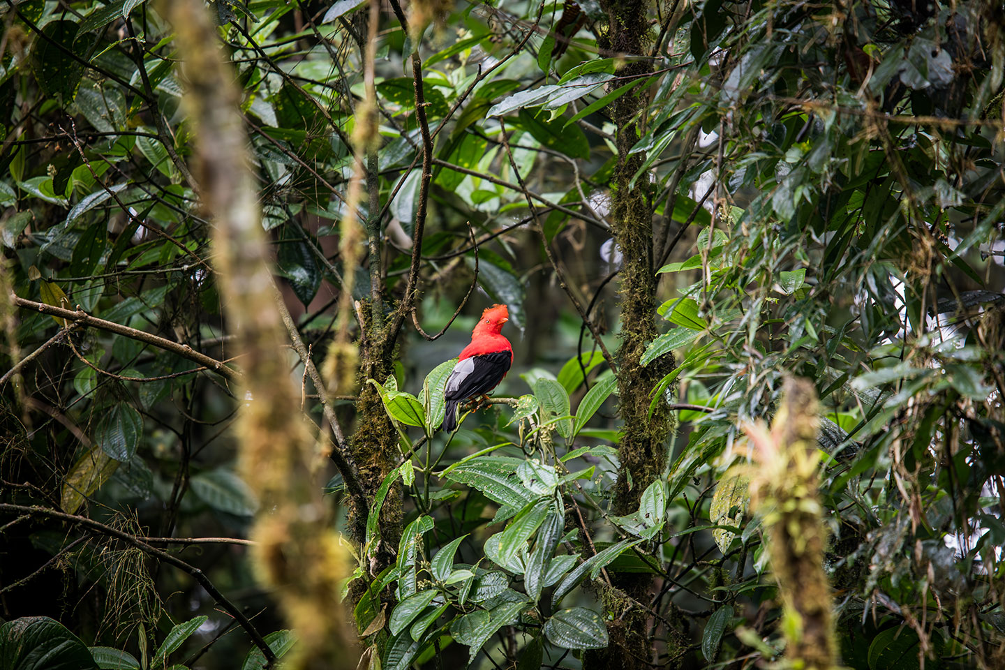  The red Cock-of-the-rock in the cloud forest of Mindo, Ecuador