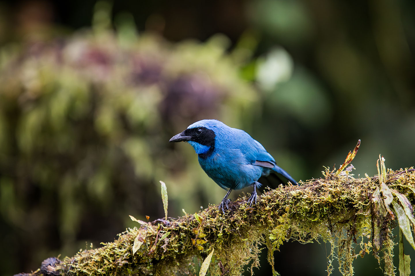 A turquiose Jay sitting on a branch in the cloud forest of Mindo, Ecuador